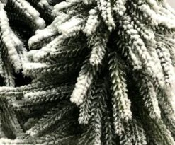 Tarrington House Weihnachtsbaum, Kunststoff, 30 X 30 X 45 Cm, Mit Holzsockel, Beschneit -VIDAXL Store ab06e5a1 784a 49c8 b796 499294480cc1